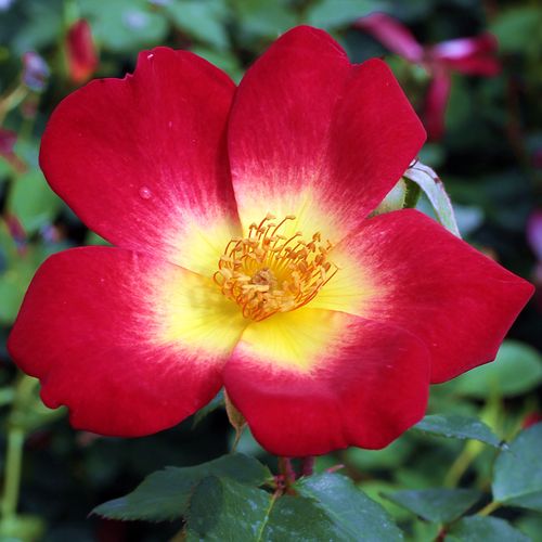 Vendita, rose rose arbustive - rosso - giallo - Rosa Coctail® - rosa mediamente profumata - Francis Meilland - Duratura, ricca di fiori a grappolo, cresce bene in aiuole.